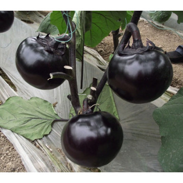 HE07 Konzi ronde graines d&#39;aubergines hybrides noires